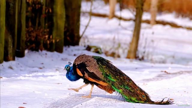 Павлин. Самая красивая птица в мире.