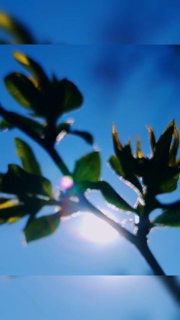 ой новый солнечно музыкальный фильм 
Мое утро