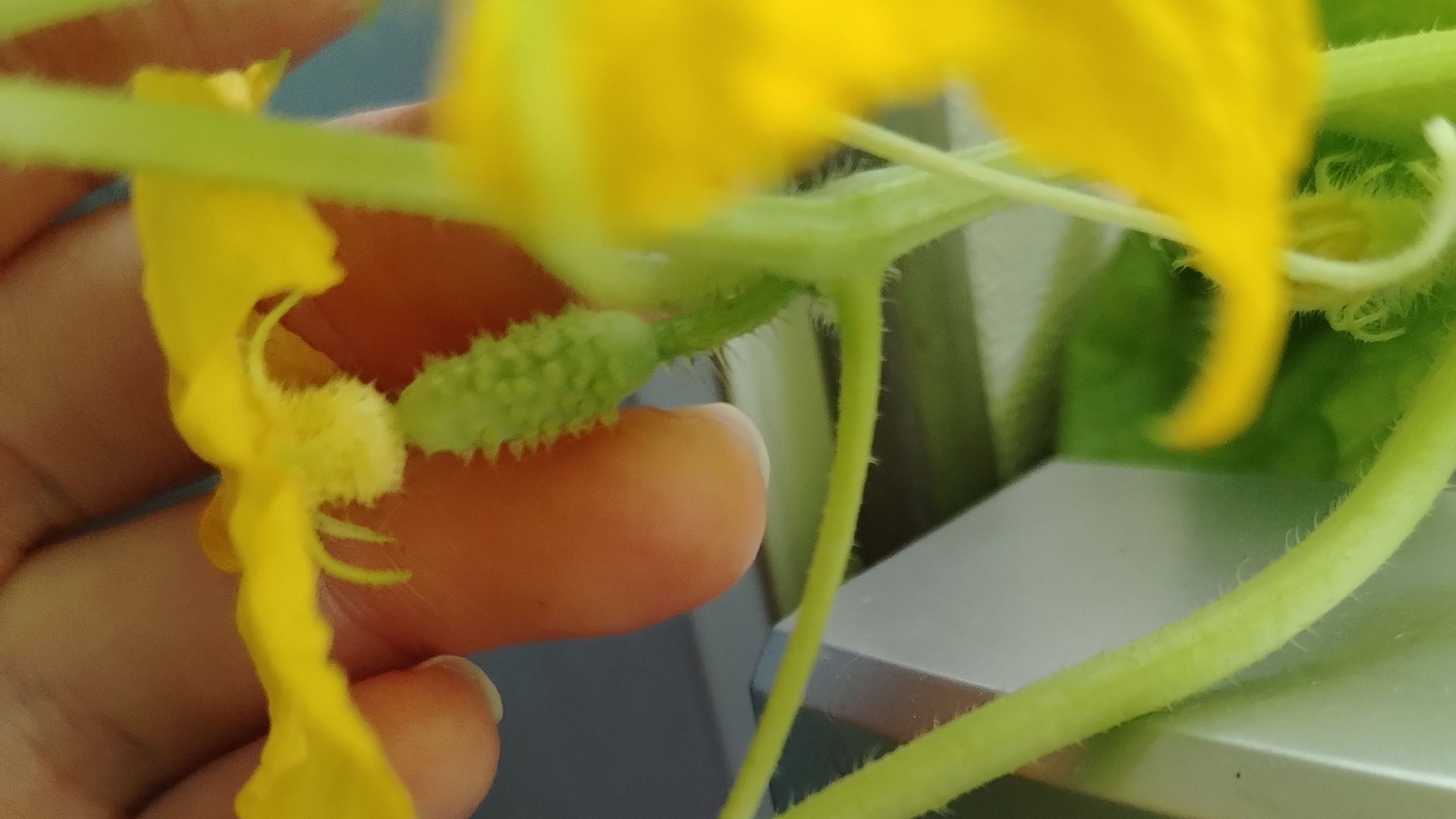 Выросли огурцы на балконе