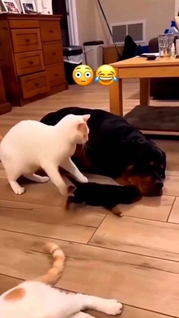 смешняффка shorts