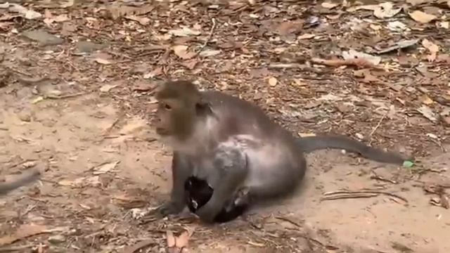 Длиннохвостая макака предпочла уединение с детёнышем помощи короткохвостой няньки.  1000046749.mp4