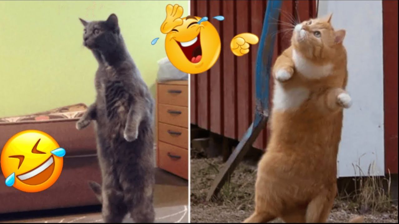 СМЕШНЫЕ КОТЫ | ЛУЧШИЕ ПРИКОЛЫ С КОТАМИ, СОБАКАМИ, КОШКИ, СОБАКИ, ЖИВОТНЫЕ, СМЕШНОЕ ВИДЕО