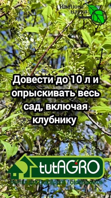 Для клубники, черешни и всего сада. Простой и доступный рецепт для защиты сада от заморозков.
