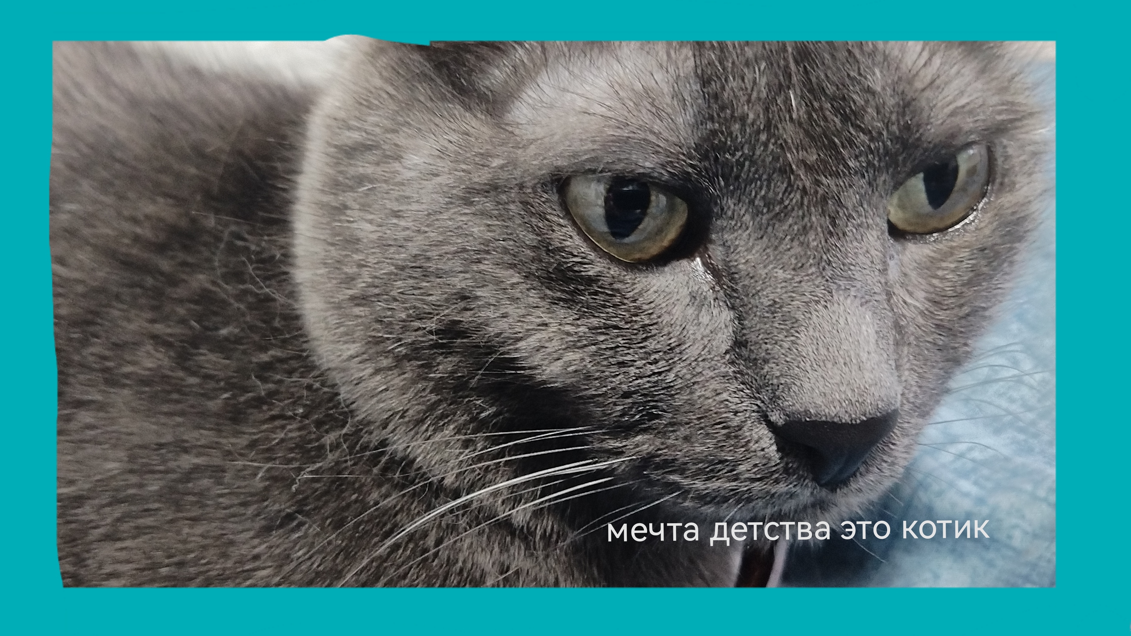 кота мяу 🐈⬛