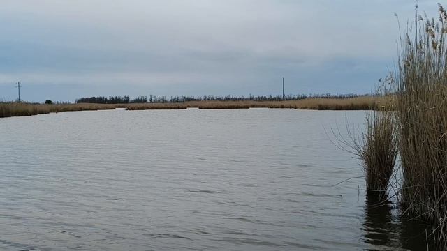 Посадили кукурузу.Угостили рыбой