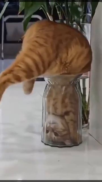 Первая кошка на Луне