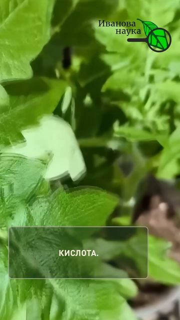 😱 1000 кустов — не проблема! Самый ЛЕНИВЫЙ способ закалки рассады.