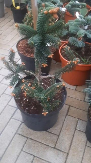 ❤🌲Пихта испанская Серенада
✔Продажа растений в макс и телеграм канале: https://t.me/love_is_hvoiny_d