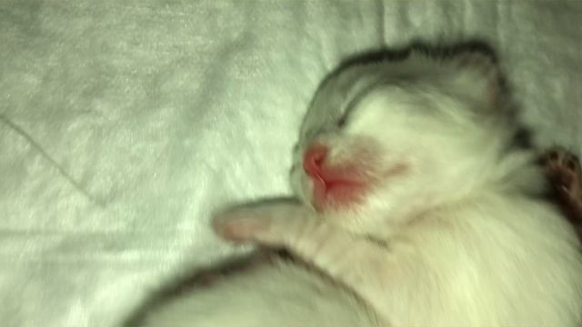 Сибирские котята. Новое поколение