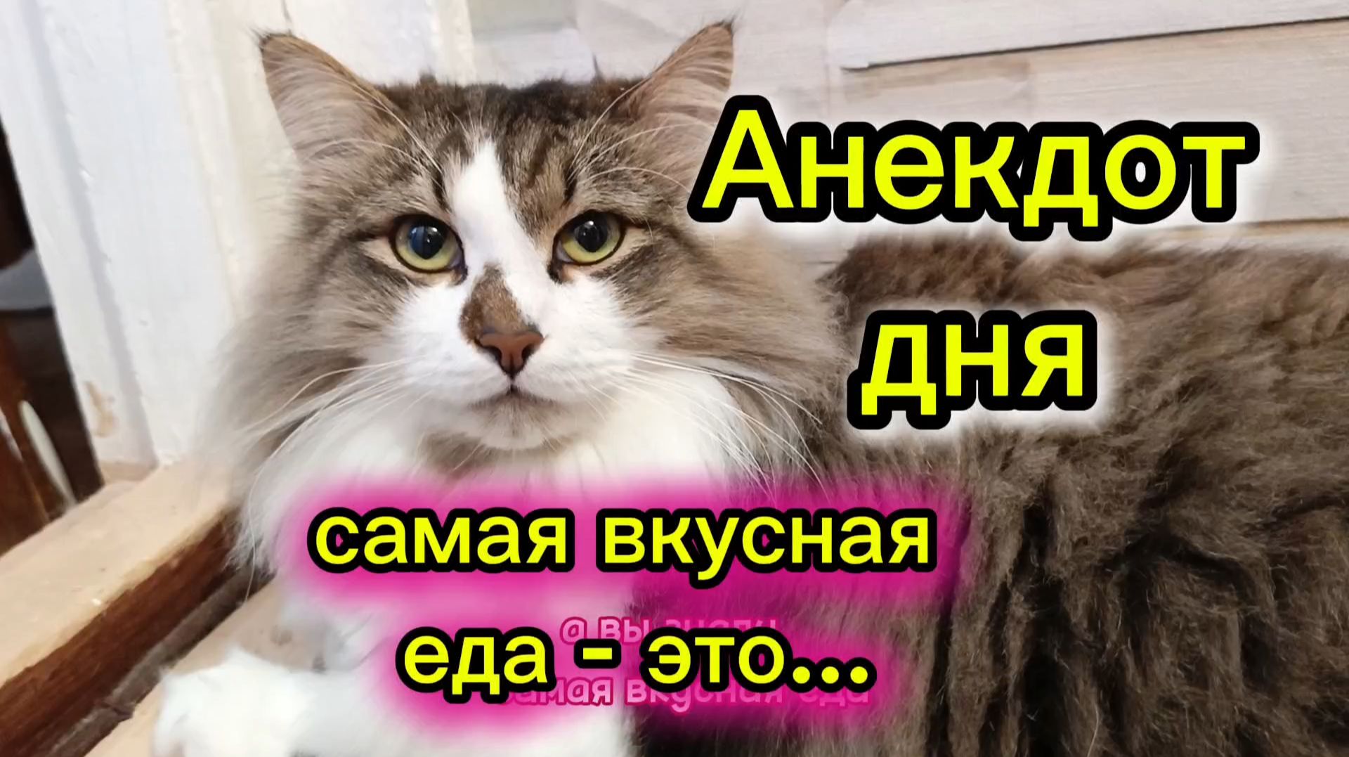 АНЕКДОТ ДНЯ. Кошки с озвучкой.