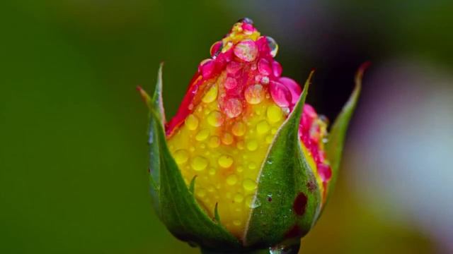 Незабываемые кадры природы после дождя.