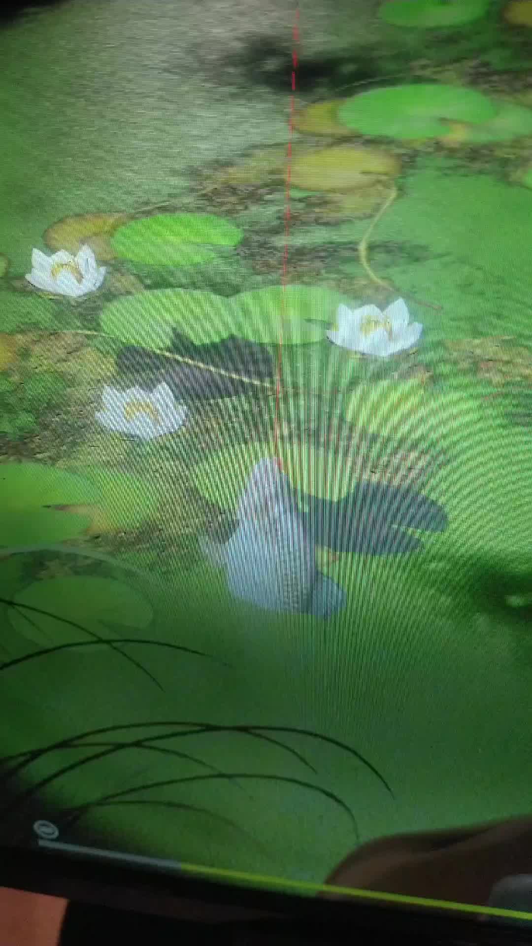 размот острог