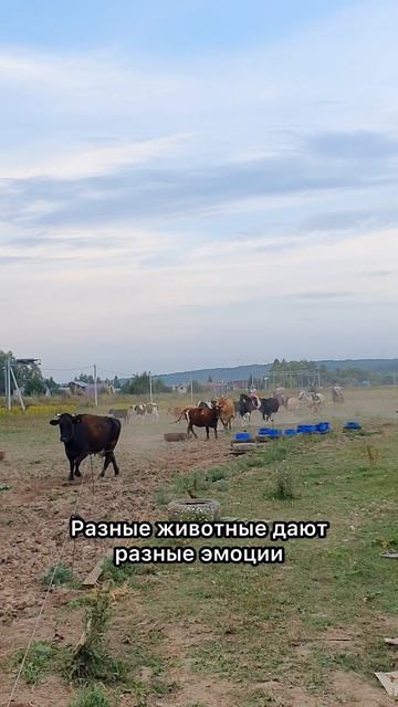 Что означает если нам нравится разные животные?