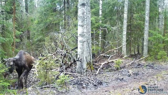 🌿🫎Утро лося начинается не с кофе, а со свежей зелени в заповедном лесу