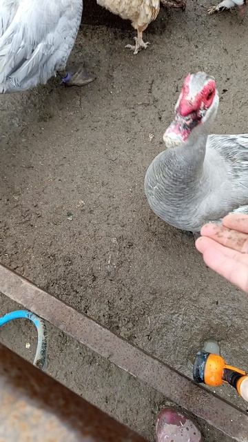 Мускусные индоутки