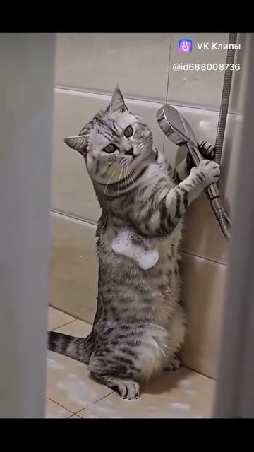 Кот в ванной