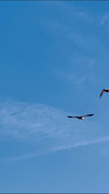 ОГАРЬ ( красная утка )