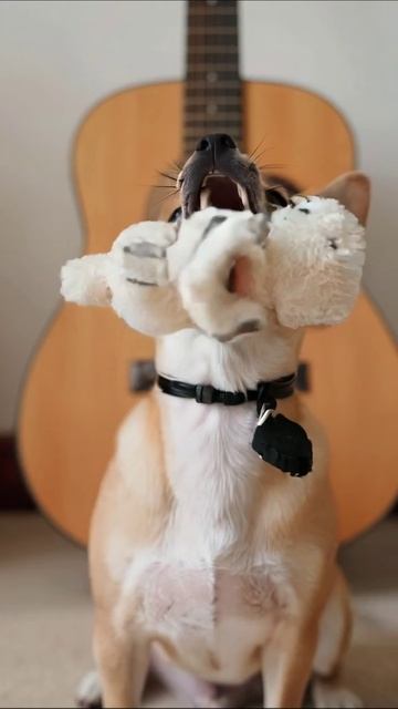 Щенок с игрушкой и гитарой на фоне #щенки #животные #музыка