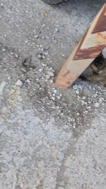 Никто не терял? Недавно появилась