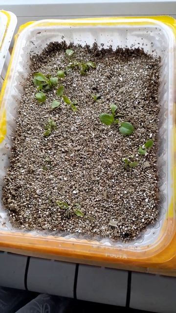 Всходы зорьки Огненный крест.