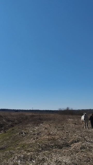 Что за норы на дальней стороне канавы?

#лошади #природа #коннаяпрогулка #весна