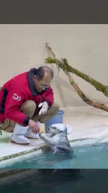 Выдры помогают чистить свой бассейн после представления