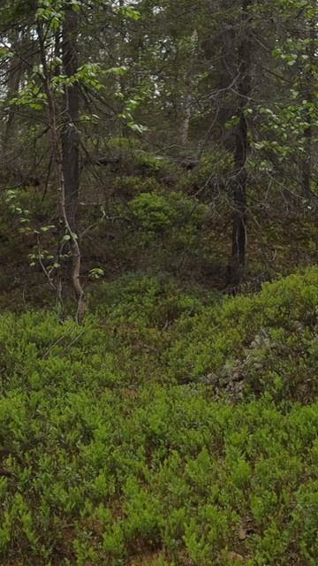 Заглянем в Лапландский заповедник?