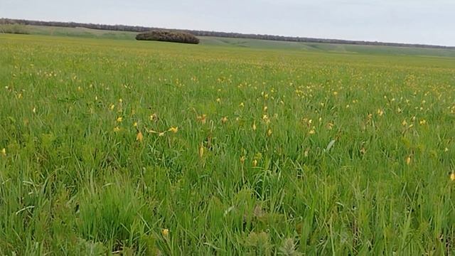 Жёлтые тюльпаны. Сладково.