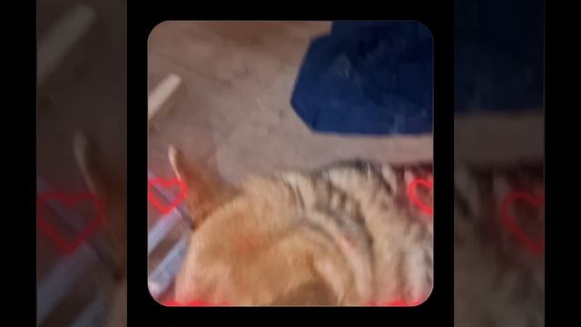 1000056806.mp4 (Собака наблюдает за устройством лестницы на 2-ой этаж в доме А-фрейм)