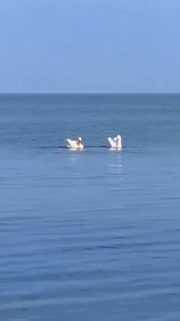 В 1876 году Пётр Ильич Чайковский «создал» всеми известное Лебединое озеро