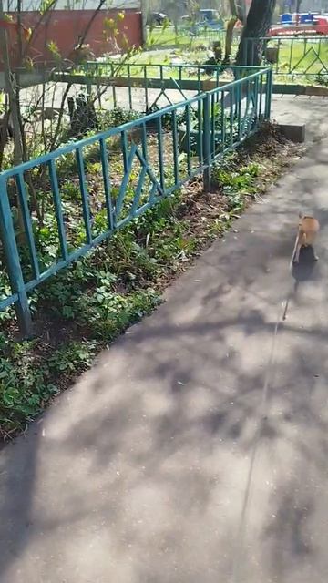 Сеня рад теплу и солнцу 😍