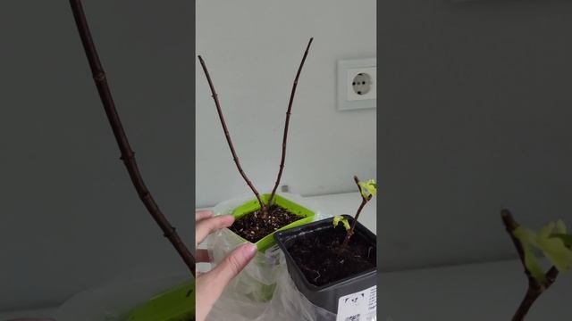 Пример обрезки годовалого саженца метельчатой гортензии .mp4