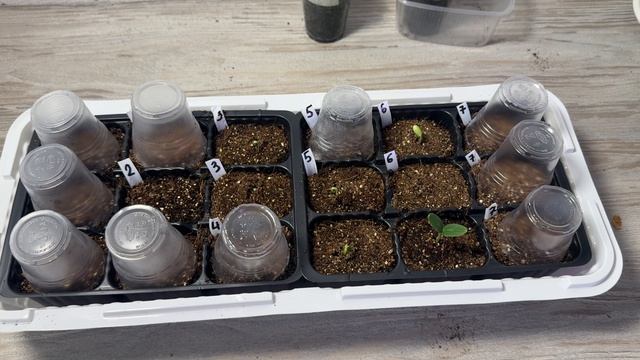 22.04.26 ТОМАТЫ рассада, полив. Арбуз взошел за 3 дня, мои бахчевые 🍉🍈🥒