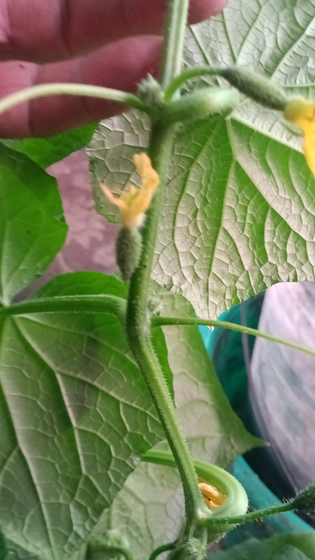 Перевалка взрослых огурцов