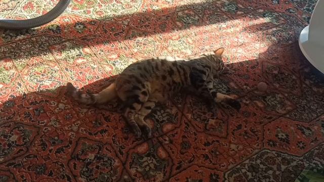 Утро начинается!