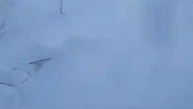 Моя роща рядом с домом