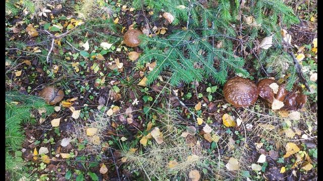 П. Коэльо. О бывшем друге - противнике. Притча 130. Книга Воина Света