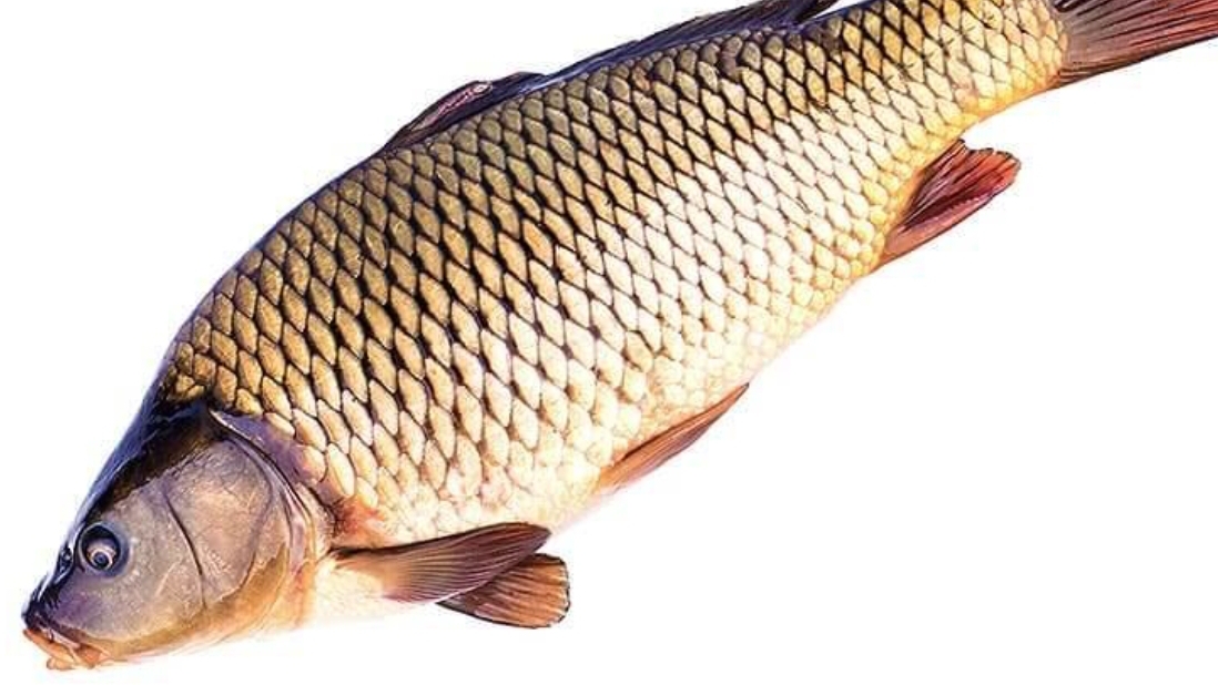 сазан готовка на Волге в кляре 1 кг