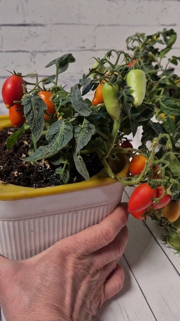 Томат Томат Funnyplums Red