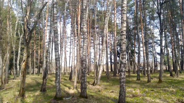 Первые грибы. Весна 2026