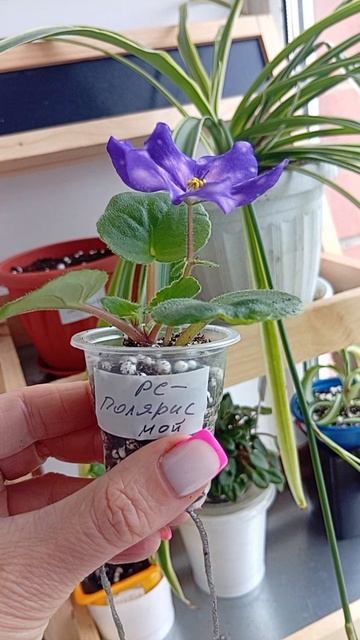 РС-Полярис, детка