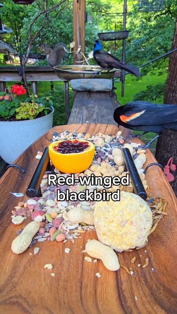 Кормление птиц