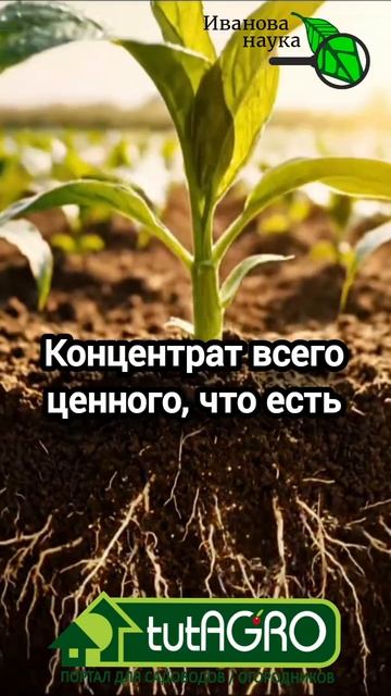 Без НАВОЗА и КОМПОСТА земля снова живая. Всего 5 мл на ведро! Это лучше всех удобрений.