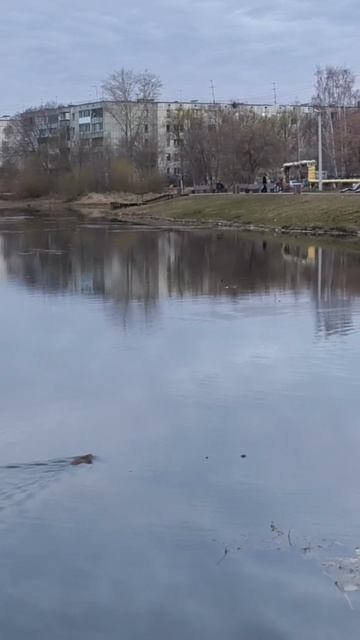 🦫Весенние хлопоты озерной жительницы-ондатры🐾#природа 
#моибудни #животные #nature #animals #весна