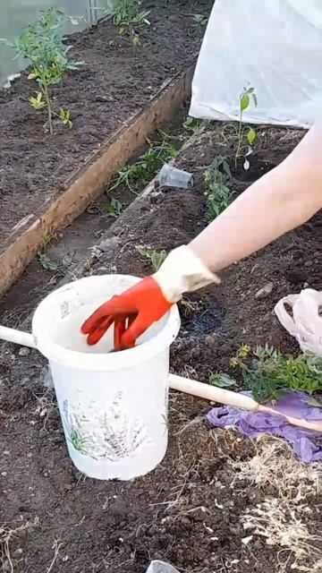 Заботлива трясогузка. Часть 2