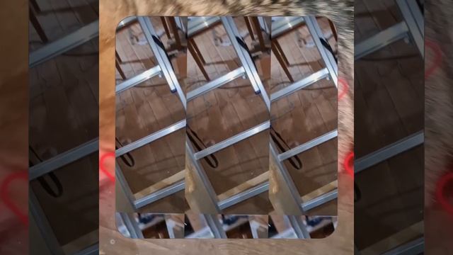 1000056812.mp4 (Собака наблюдает за устройством лестницы на 2-ой этаж в доме А-фрейм)