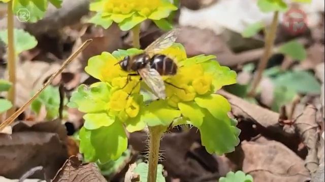 «По Уссурийскому краю». Лук Накаи и Людорфия Пуцилло.