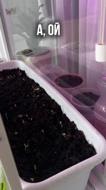 В каком возрасте вы завели балконный огород?