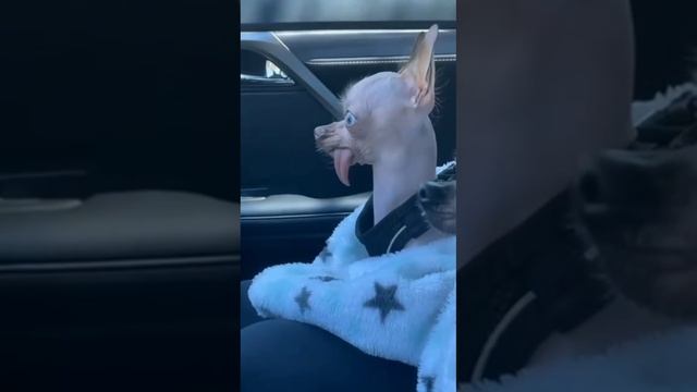 Кометный дождь.mp4