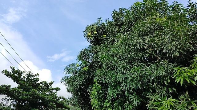 Накупались и идём обратно в отель!Огромные Манго-деревья!